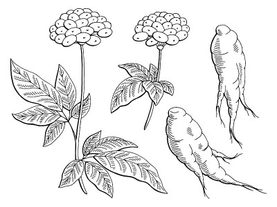 人参图形黑白孤立素描插图矢量