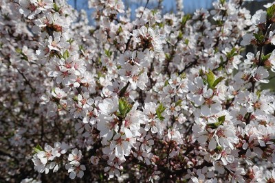 4月绒毛樱的数十朵粉白色花