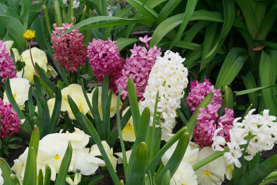 丁香和白色的风信子花，风信子或风信子花