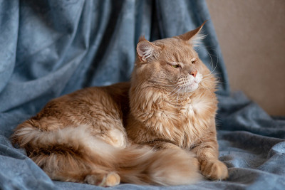 橙色的猫