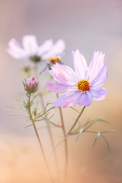 大波斯菊