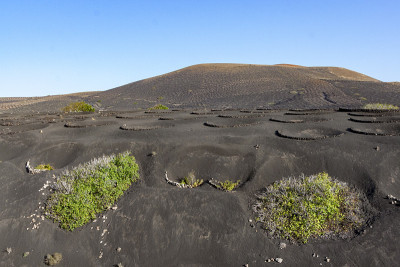 兰萨罗特的La Geria火山景观