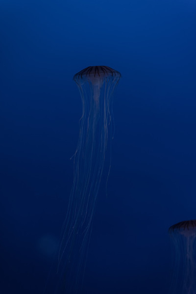 水族馆里美丽的水母