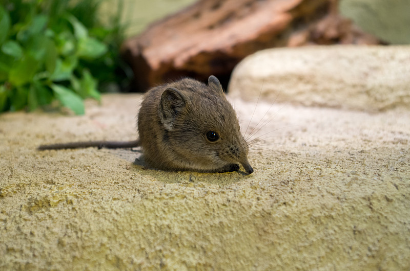 圆耳象鼩(Macroscelides proboscideus)或圆耳象鼩，是大象鼩科象鼩的一种。