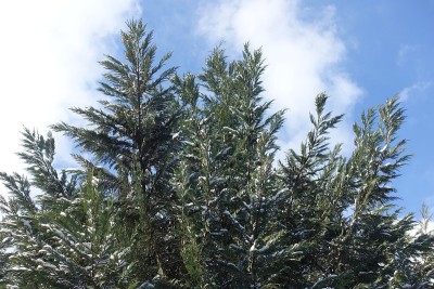 2月中旬，多云的天空和奥福德港雪松的树枝被雪覆盖
