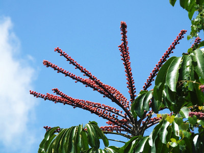 伞树(Schefflera actinophylla)