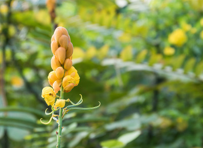 圣诞蜡烛，毛癣花