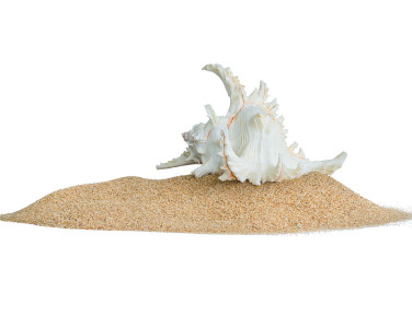 沙滩上的贝壳孤立在白色的背景上。汇编一篇关于旅游、暑假或保护环境的文章。