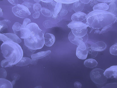 水母