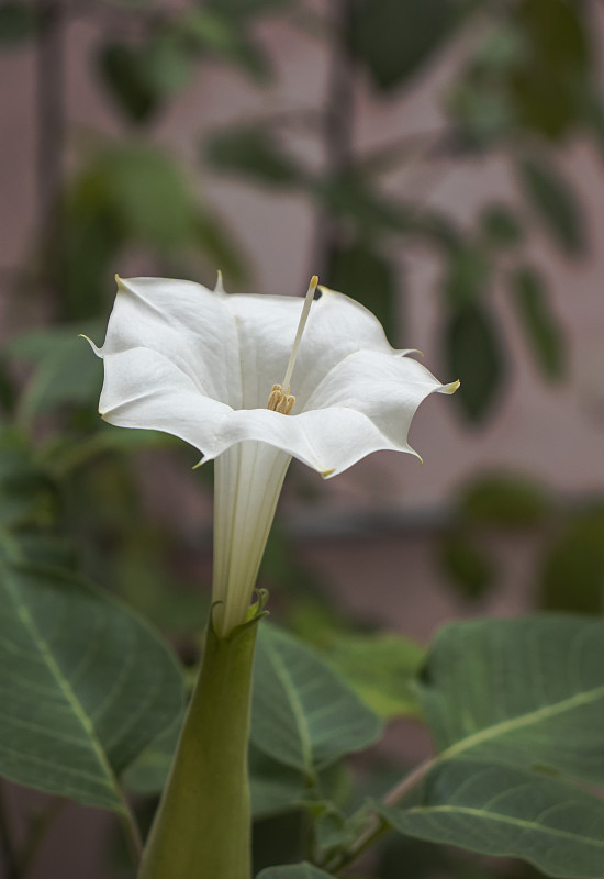 白曼陀罗花(刺苹果)