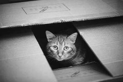 盒子里的猫