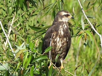 蜗牛风筝(Rostrhamus sociabilis)栖息在佛罗里达的一棵树上