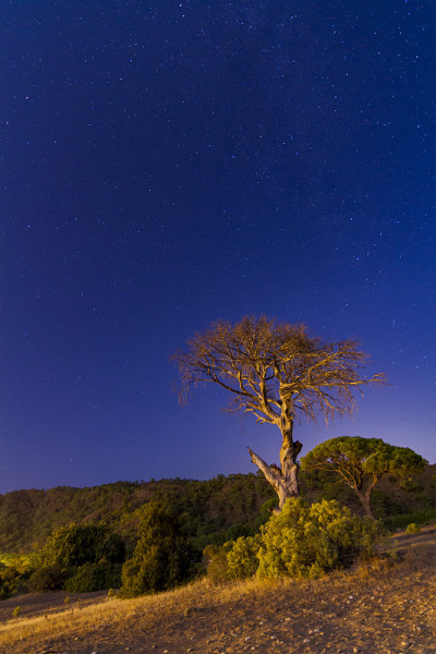 西拉利海岸上的星星和夜晚还有一棵树