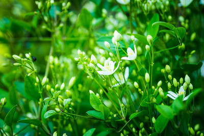 花园里盛开的铁线莲“Paniculata”