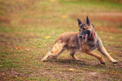 比利时牧羊犬在秋天的田野上捕捉飞盘