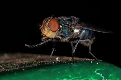 Oriental Latrine Fly