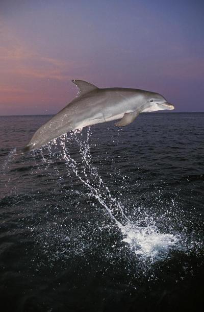 宽吻海豚，截断tursiops，成年跳跃，洪都拉斯