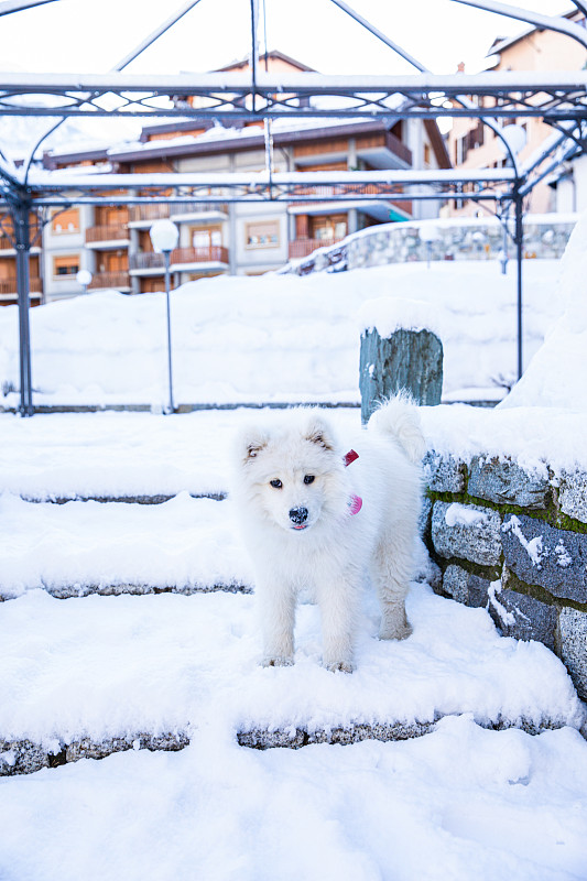 小狗萨摩耶狗在雪中玩耍