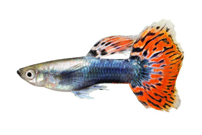 虹鳉是色彩缤纷的彩虹热带水族鱼