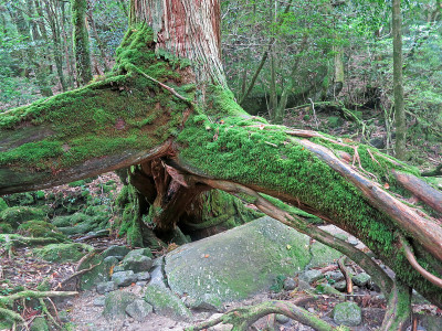 屋久杉