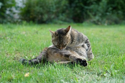 欧洲短毛猫负责梳理毛发