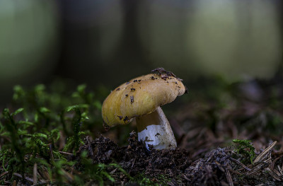 可食用的蘑菇