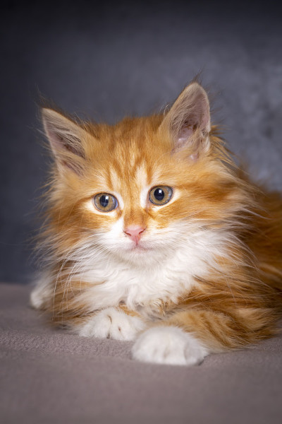 可爱的橘色小猫，缅因猫
