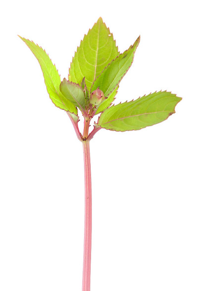 喜马拉雅凤仙花，腺凤仙花孤立在白色背景上
