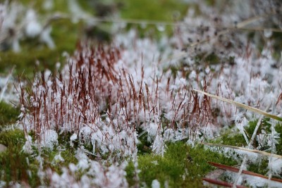 混凝土板上覆盖着绿色松软的苔藓和白色的雪花