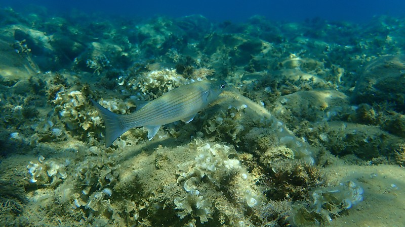 平头灰色鲻鱼，平头鲻鱼，条纹鲻鱼(Mugil cephalus)海底，爱琴海，希腊，哈尔基迪基