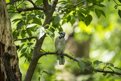 蓝鸟 (Cyanocitta cristata cristata)