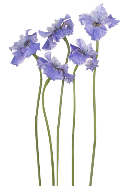 花孤立
