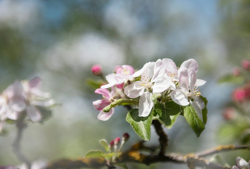 苹果树枝上美丽的花朵