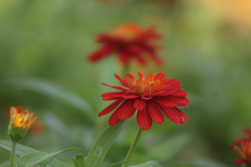 常见Zinnia