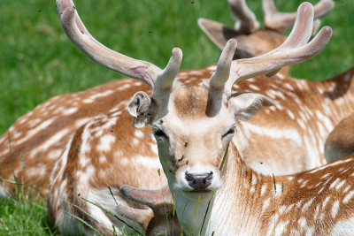鹿Fallow dama