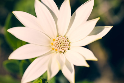 雏菊花