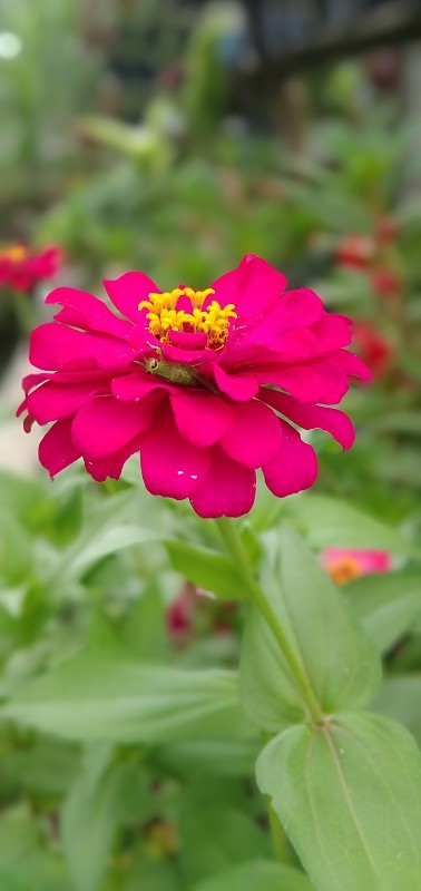 Zinnia线虫