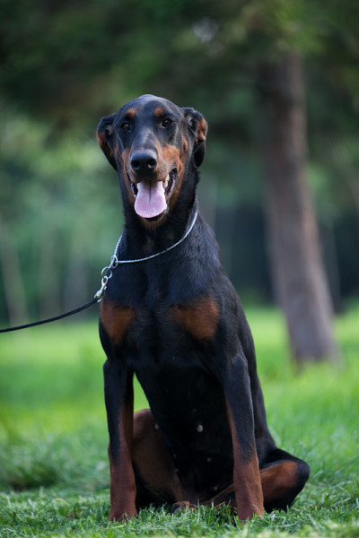 杜宾犬