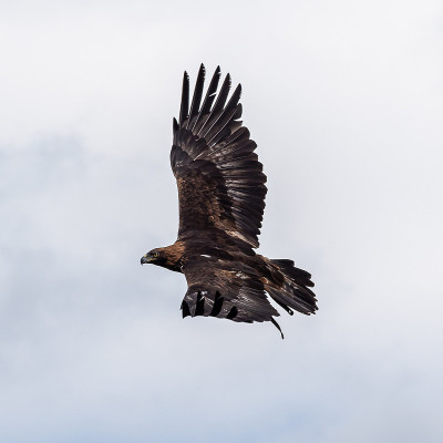 金雕，Aquila chrysaetos坐在树枝上