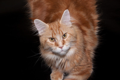 红色缅因猫孤立在黑色背景。