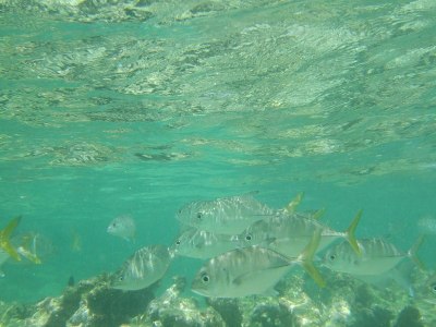 Akumal，墨西哥夏季/水下大眼鲹。