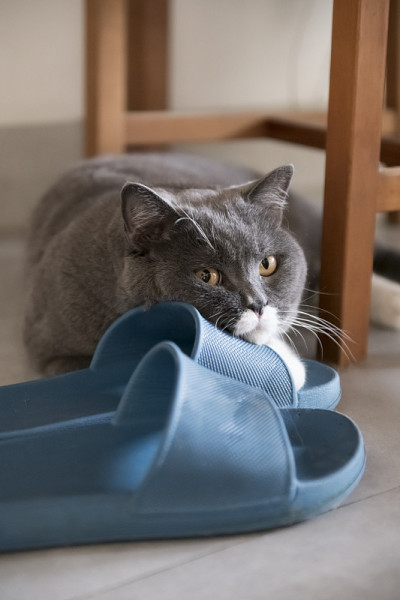 可爱的英国短毛猫，室内射击
