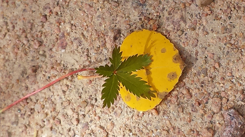 绿色黄金