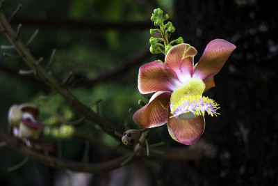 Shorea robusta，也被称为Sal或Shala Tree