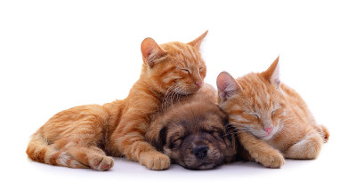 两只猫和一只狗。