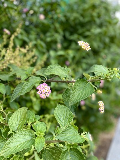 马樱丹属花