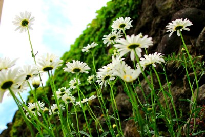 花，春天，野花，春天的花，花园，花坛，公园，野生，植物，树木，