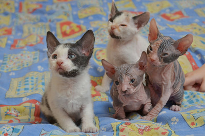 猫