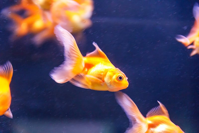 橙色的鹦鹉鱼在水族馆里游泳