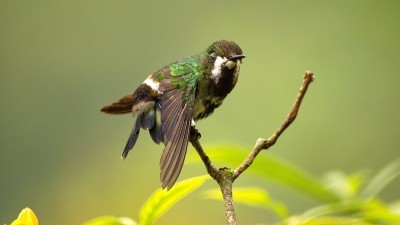 绿色thorntail蜂鸟